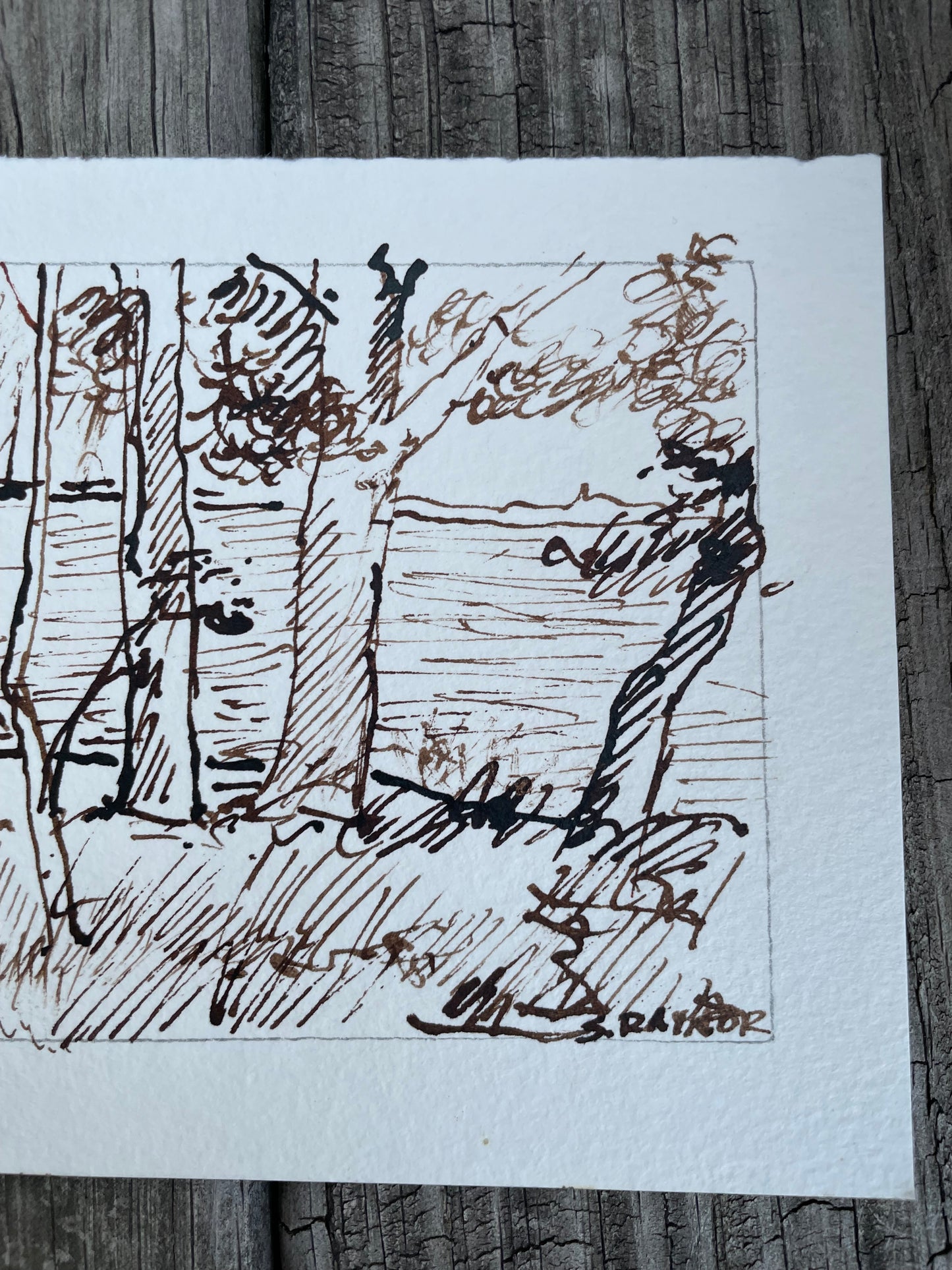 Late Summer Trees by the Water – Original 3.5x5 Walnut Ink Drawing on Watercolor Paper