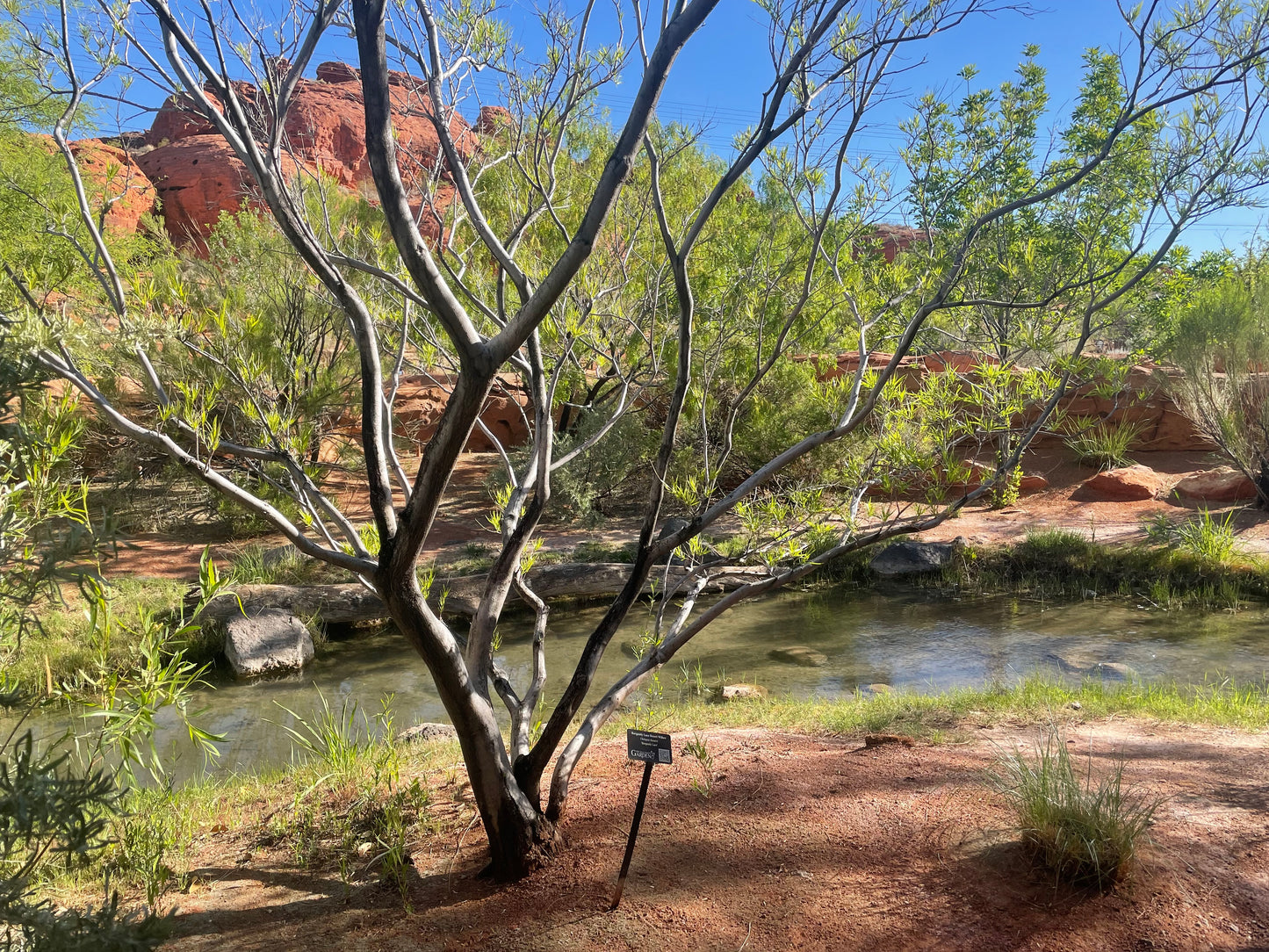 Burgandy Lace Desert Willow, Painting #2 of the Cathedrals of Light Series painted in Zion National Park