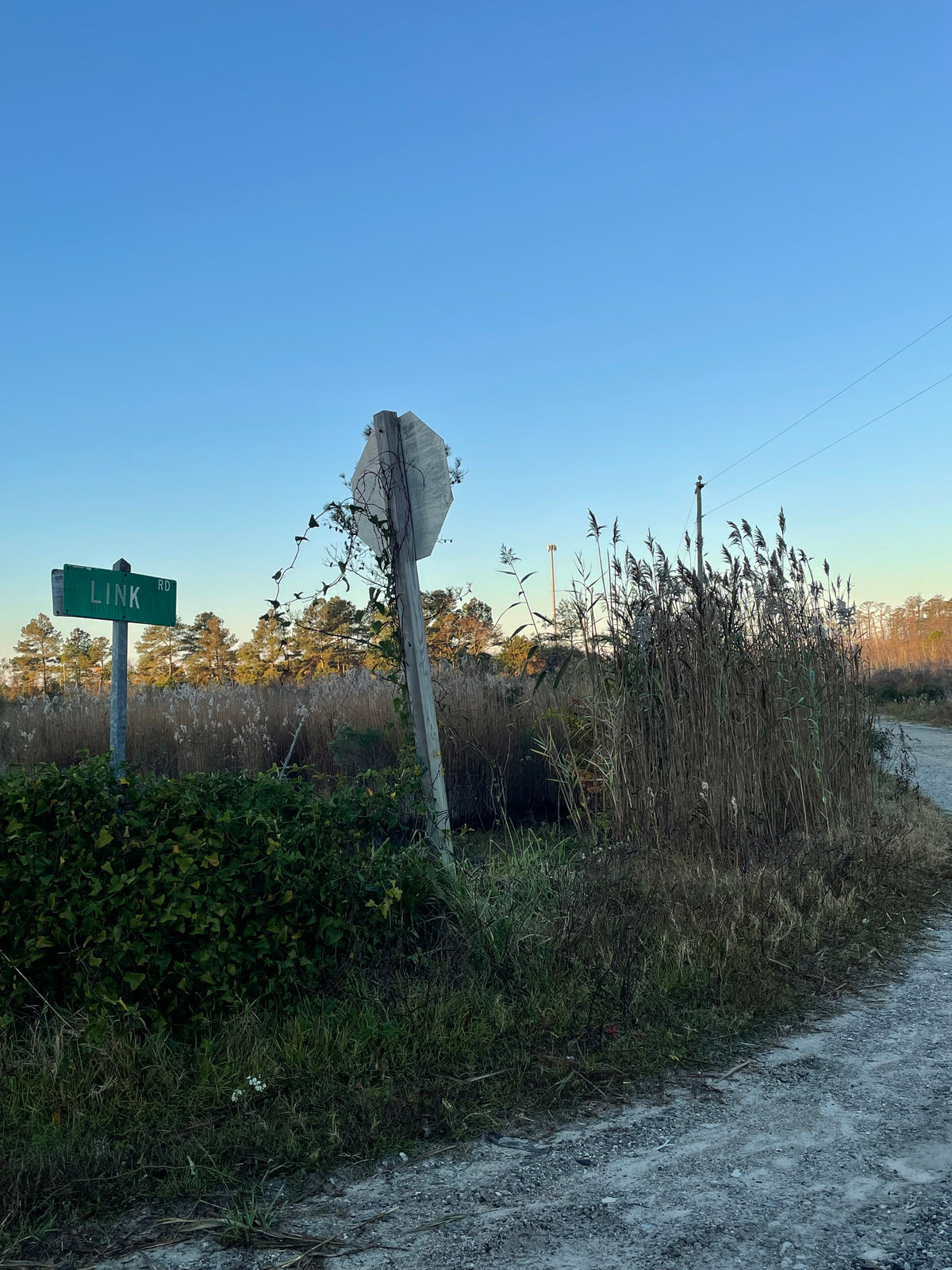Alligator Refuge, #6 of 50 Places in 50 Paintings